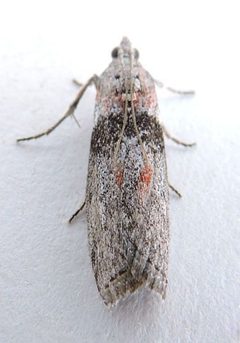 Sciota inconditella by (c) jimeckert49, some rights reserved (CC BY). Used under a CC-BY license.