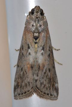 Sciota virgatella by (c) Andy Reago & Chrissy McClarren, some rights reserved (CC BY). Used under a CC-BY license.