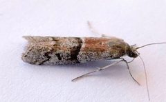 Vitula aegerella by (c) jimeckert49, some rights reserved (CC BY). Used under a CC-BY license.