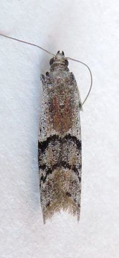 Vitula aegerella by (c) jimeckert49, some rights reserved (CC BY). Used under a CC-BY license.