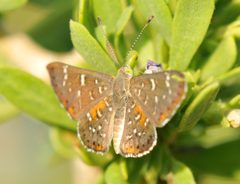 Apodemia hepburni by (c) Roger Rittmaster, some rights reserved (CC BY), uploaded by Roger Rittmaster. Used under a CC-BY license.