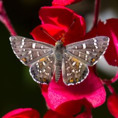 Apodemia hepburni by (c) Ken-ichi Ueda, some rights reserved (CC BY), uploaded by Ken-ichi Ueda. Used under a CC-BY license.