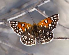Apodemia mejicanus by no rights reserved, uploaded by Robbie Hannawacker. Used under a CC0 license.