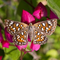 Apodemia mejicanus by (c) Ken-ichi Ueda, some rights reserved (CC BY), uploaded by Ken-ichi Ueda. Used under a CC-BY license.