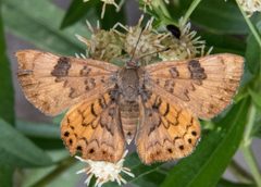 Apodemia zela by (c) Don Loarie, some rights reserved (CC BY), uploaded by Don Loarie. Used under a CC-BY license.
