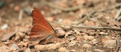 Apodemia zela by (c) José Belem Hernández Díaz, some rights reserved (CC BY), uploaded by José Belem Hernández Díaz. Used under a CC-BY license.