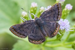 Caria ino by (c) Ken-ichi Ueda, some rights reserved (CC BY), uploaded by Ken-ichi Ueda. Used under a CC-BY license.