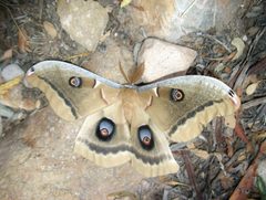 Antheraea oculea by (c) Annika Lindqvist, some rights reserved (CC BY), uploaded by Annika Lindqvist. Used under a CC-BY license.