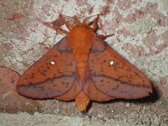 Anisota stigma by (c) John P Friel, some rights reserved (CC BY), uploaded by John P Friel. Used under a CC-BY license.