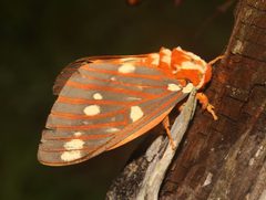 Citheronia regalis by (c) Laura Gaudette, some rights reserved (CC BY), uploaded by Laura Gaudette. Used under a CC-BY license.