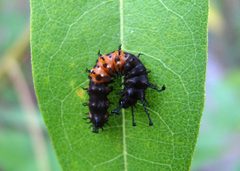 Citheronia splendens by (c) Katja Schulz, some rights reserved (CC BY). Used under a CC-BY license.