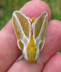 Syssphinx albolineata by (c) David Dodd, some rights reserved (CC BY), uploaded by David Dodd. Used under a CC-BY license.