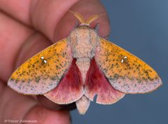 Syssphinx bicolor by (c) Trevor Edmonson, some rights reserved (CC BY), uploaded by Trevor Edmonson. Used under a CC-BY license.