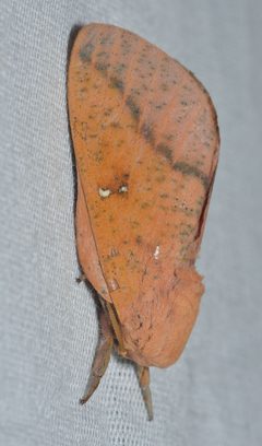 Syssphinx bicolor by (c) Andy Reago & Chrissy McClarren, some rights reserved (CC BY). Used under a CC-BY license.