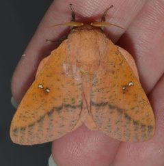 Syssphinx bicolor by (c) Andy Reago & Chrissy McClarren, some rights reserved (CC BY). Used under a CC-BY license.