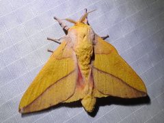 Syssphinx bisecta by (c) Sam Kieschnick, some rights reserved (CC BY), uploaded by Sam Kieschnick. Used under a CC-BY license.