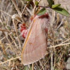 Hemileuca hualapai by (c) Sue Carnahan, some rights reserved (CC BY), uploaded by Sue Carnahan. Used under a CC-BY license.