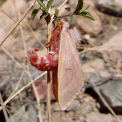 Hemileuca hualapai by (c) Sue Carnahan, some rights reserved (CC BY), uploaded by Sue Carnahan. Used under a CC-BY license.