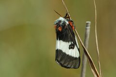 Hemileuca nevadensis by (c) Don Henise, some rights reserved (CC BY). Used under a CC-BY license.