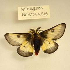 Hemileuca nevadensis by (c) Grand Canyon National Park, some rights reserved (CC BY). Used under a CC-BY license.