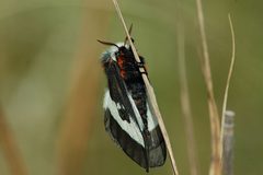 Hemileuca nevadensis by (c) Don Henise, some rights reserved (CC BY). Used under a CC-BY license.