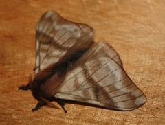 Hylesia by (c) Scott Loarie, some rights reserved (CC BY). Used under a CC-BY license.