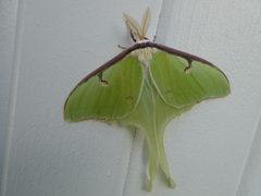 Actias luna by no rights reserved, uploaded by Bruce Cook. Used under a CC0 license.