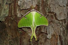 Actias luna by (c) Michelle W. （鍾偉瑋）, some rights reserved (CC BY), uploaded by Michelle W. （鍾偉瑋）. Used under a CC-BY license.