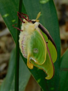 Actias luna by (c) Michael J. Papay, some rights reserved (CC BY), uploaded by Michael J. Papay. Used under a CC-BY license.