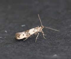 Scythrididae by (c) Jason Grant, some rights reserved (CC BY), uploaded by Jason Grant. Used under a CC-BY license.
