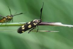 Scythrididae by no rights reserved, uploaded by Andrew Deacon. Used under a CC0 license.