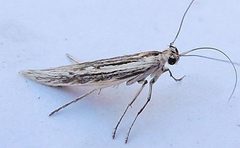 Neoscythris fissirostris by (c) jimeckert49, some rights reserved (CC BY). Used under a CC-BY license.