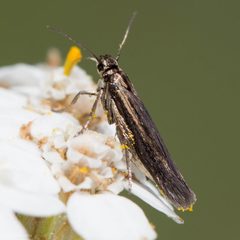 Rhamphura by (c) Ken-ichi Ueda, some rights reserved (CC BY), uploaded by Ken-ichi Ueda. Used under a CC-BY license.