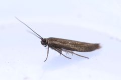 Scythris eboracensis by (c) Owen Strickland, some rights reserved (CC BY), uploaded by Owen Strickland. Used under a CC-BY license.