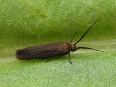 Scythris fuscicomella by (c) Sam Kieschnick, some rights reserved (CC BY), uploaded by Sam Kieschnick. Used under a CC-BY license.