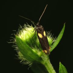 Scythris by (c) Katja Schulz, some rights reserved (CC BY). Used under a CC-BY license.