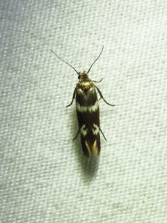 Scythris by (c) Annika Lindqvist, some rights reserved (CC BY), uploaded by Annika Lindqvist. Used under a CC-BY license.