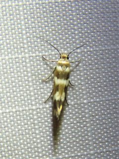 Scythris by (c) Annika Lindqvist, some rights reserved (CC BY), uploaded by Annika Lindqvist. Used under a CC-BY license.