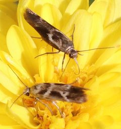 Scythris trivinctella by (c) Catherine C. Galley, some rights reserved (CC BY), uploaded by Catherine C. Galley. Used under a CC-BY license.