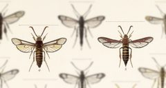 Paranthrene asilipennis by no rights reserved, uploaded by Andreas Manz. Used under a CC0 license.
