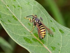 Paranthrene pellucida by (c) Christine Young, some rights reserved (CC BY), uploaded by Christine Young. Used under a CC-BY license.