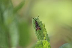 Carmenta rubricincta by (c) José Belem Hernández Díaz, some rights reserved (CC BY), uploaded by José Belem Hernández Díaz. Used under a CC-BY license.