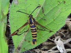 Synanthedon arkansasensis by (c) Sam Kieschnick, some rights reserved (CC BY), uploaded by Sam Kieschnick. Used under a CC-BY license.