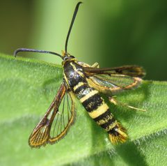 Synanthedon bibionipennis by no rights reserved, uploaded by Steve Wells. Used under a CC0 license.