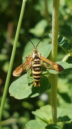 Synanthedon bibionipennis by (c) Charles Swift, some rights reserved (CC BY), uploaded by Charles Swift. Used under a CC-BY license.