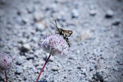 Synanthedon chrysidipennis by no rights reserved, uploaded by Dario Taraborelli. Used under a CC0 license.
