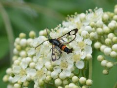 Synanthedon culiciformis by (c) Борис Георги, some rights reserved (CC BY), uploaded by Борис Георги. Used under a CC-BY license.