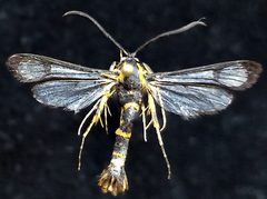 Synanthedon novaroensis by (c) Doug Macaulay, some rights reserved (CC BY), uploaded by Doug Macaulay. Used under a CC-BY license.