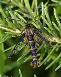 Synanthedon novaroensis by (c) Doug Macaulay, some rights reserved (CC BY), uploaded by Doug Macaulay. Used under a CC-BY license.