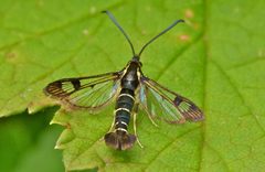 Synanthedon tipuliformis by (c) Steve Kerr, some rights reserved (CC BY), uploaded by Steve Kerr. Used under a CC-BY license.